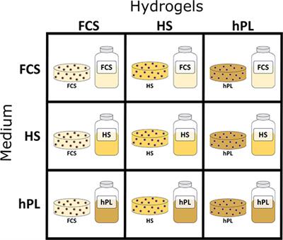 Comparative Analysis of Mesenchymal Stem Cell Cultivation in Fetal Calf Serum, Human Serum, and Platelet Lysate in 2D and 3D Systems